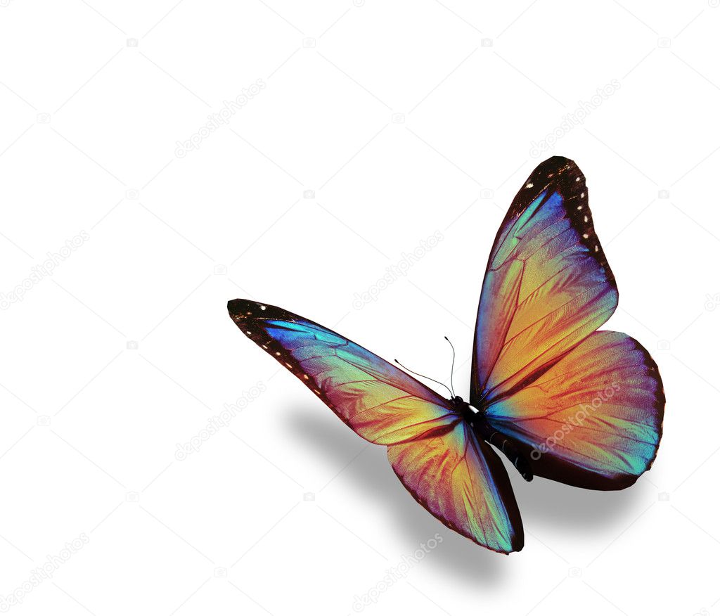Morpho butterfly , isolated on white background