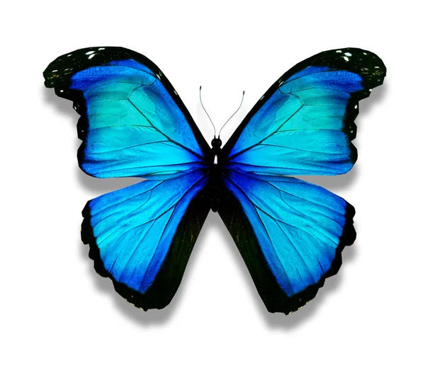 Morpho-Türkis-Schmetterling, isoliert auf Weiß — Stockfoto