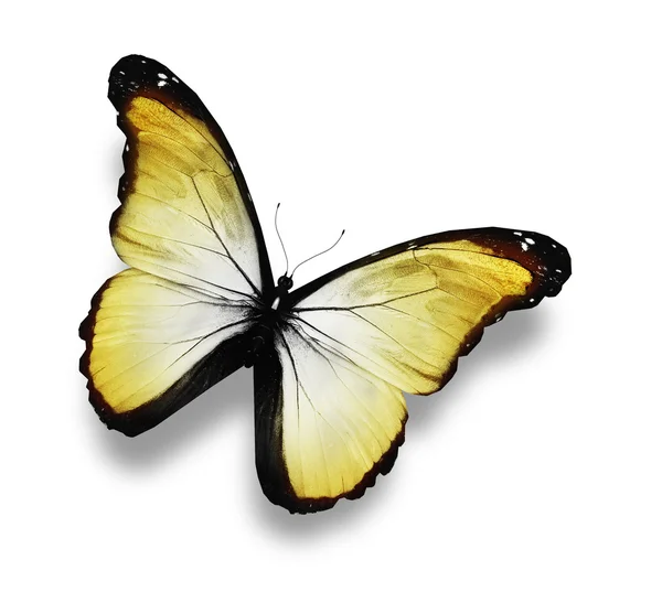 Witte vlinder, geïsoleerd op wit — Stockfoto