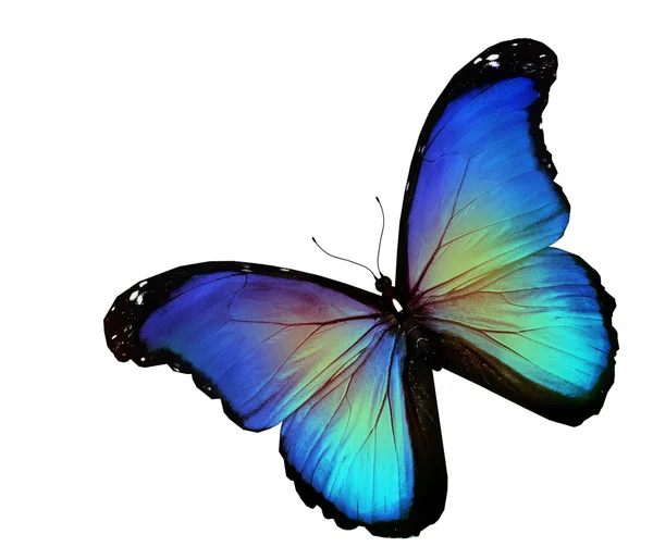 Blue butterfly white background Stock Photos, Royalty Free Blue ...