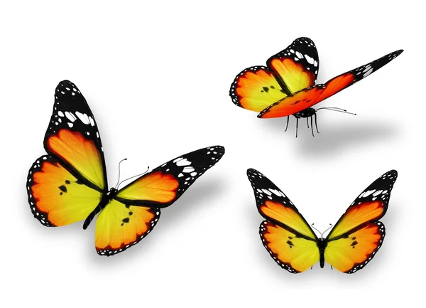 Tre farfalle gialle arancioni, isolate su bianco — Foto Stock