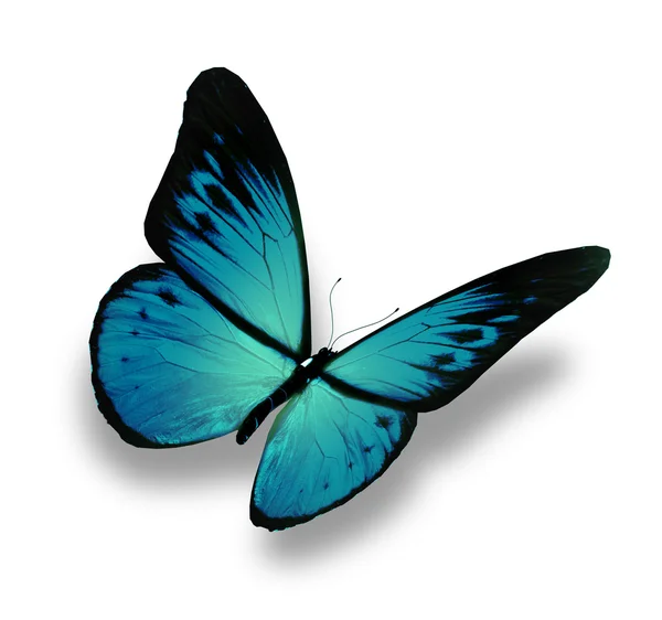 Голубая бабочка летит, изолированная на белом фоне — стоковое фото