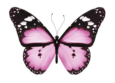 Pink butterfly, isolated on white clipart