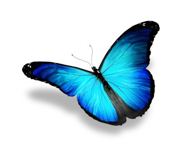 Beyaz arka plan üzerinde izole mavi turkuaz kelebek