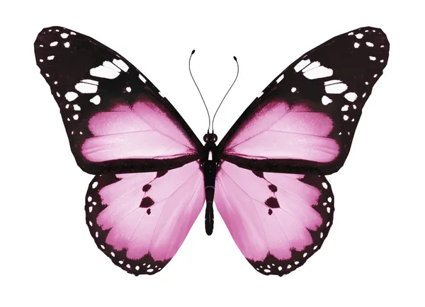 Farfalla rosa, isolata su bianco — Foto Stock