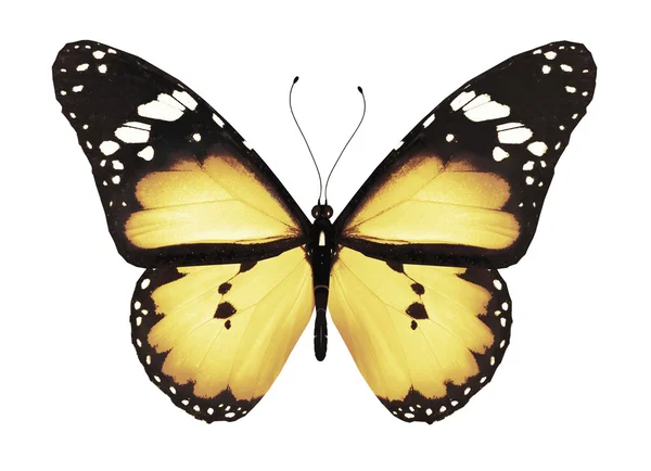 Žlutý motýl, izolované na bílém — Stock fotografie