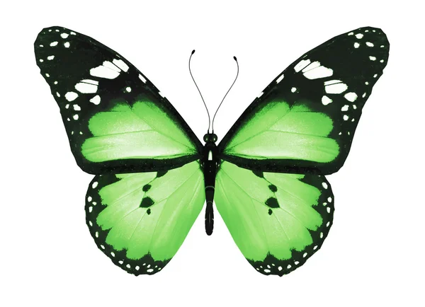 Borboleta verde, isolada sobre branco — Fotografia de Stock