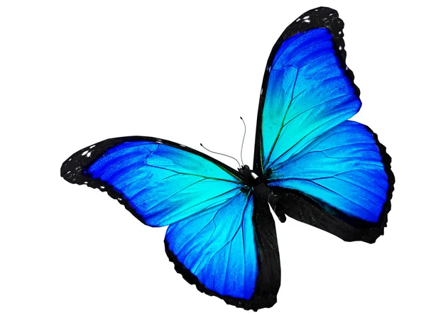 蓝蝴蝶飞，孤立上白 — 图库照片