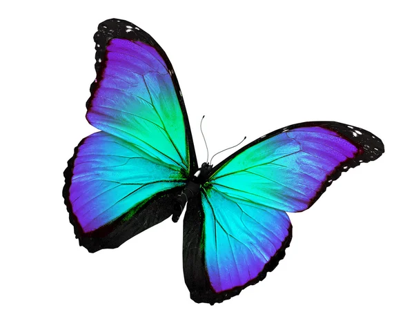 Летающая бирюзовая бабочка, изолированная на белом — стоковое фото