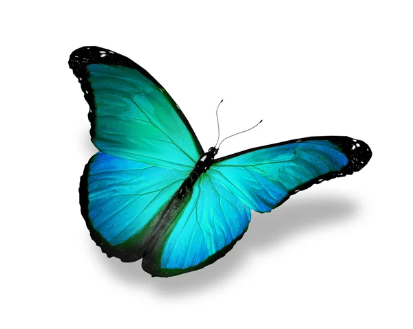 Синяя бирюзовая бабочка, изолированная на белом фоне — стоковое фото