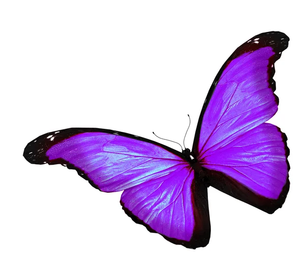 白の背景に紫の蝶 — ストック写真