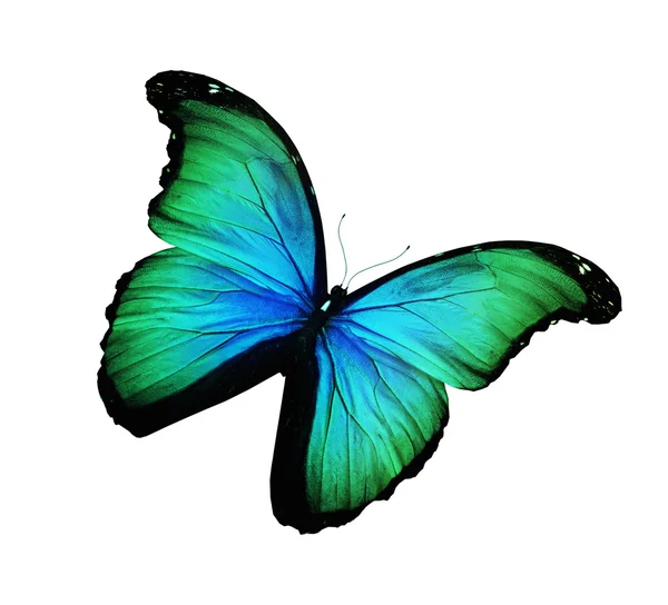 Зелений, синій метелик літає, ізольований на білому — стокове фото
