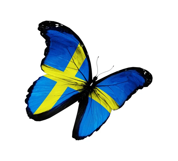Bandera sueca mariposa volando, aislada sobre fondo blanco — Foto de Stock
