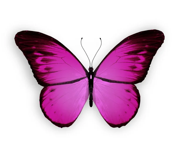 Mariposa violeta, aislada sobre fondo blanco — Foto de Stock