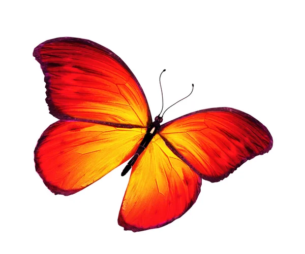 Orange butterfly flying, isolated on white background — Stock Photo, Image