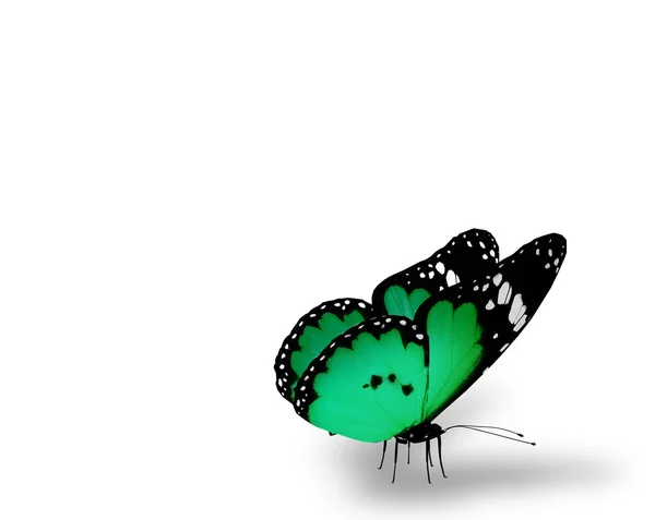 白い背景の上に緑の蝶 — ストック写真