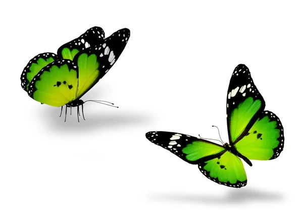 Dvě zelené motýlů na bílém pozadí — Stock fotografie
