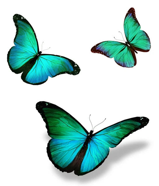 Drei türkisfarbene Schmetterlinge "morpho", isoliert auf weißem Hintergrund — Stockfoto