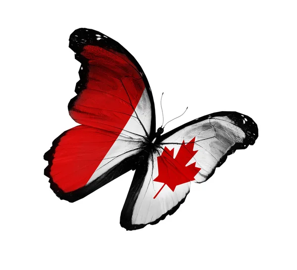 Kanadensisk flagga fjäril flyger, isolerade på vit bakgrund — Stockfoto