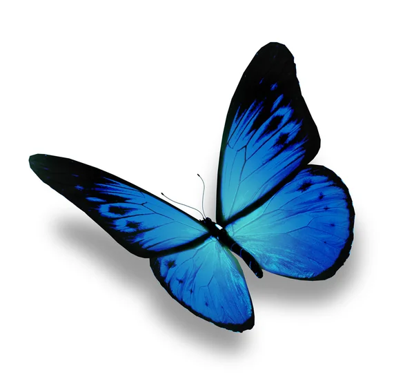 Borboleta azul voando, isolado no fundo branco — Fotografia de Stock