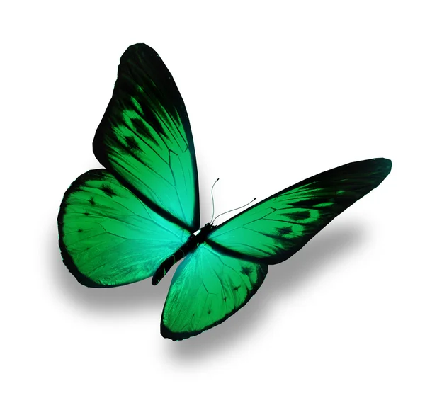 Kupu-kupu hijau, diisolasi pada latar belakang putih — Stok Foto