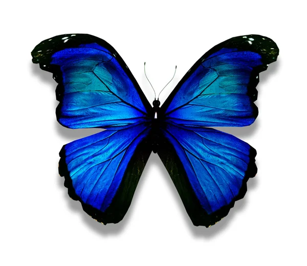 Mariposa azul morfo, aislada en blanco — Foto de Stock