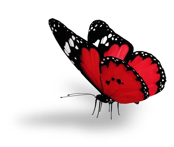 Mariposa roja, aislada sobre blanco — Foto de Stock