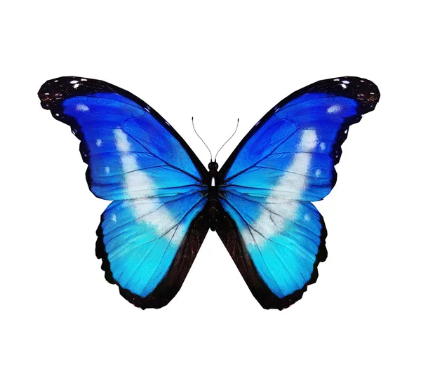 Morpho rhetenor helena fliegender Schmetterling, isoliert auf weiß — Stockfoto