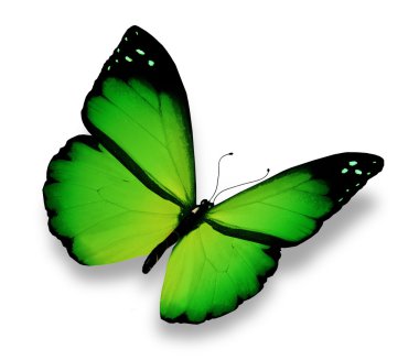 Yeşil kelebek uçuyor, izole üzerinde beyaz arka plan
