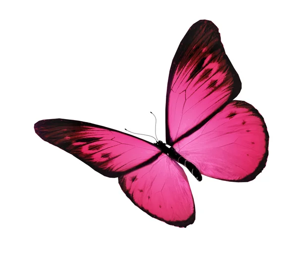 Rosa Schmetterling, isoliert auf weiß — Stockfoto