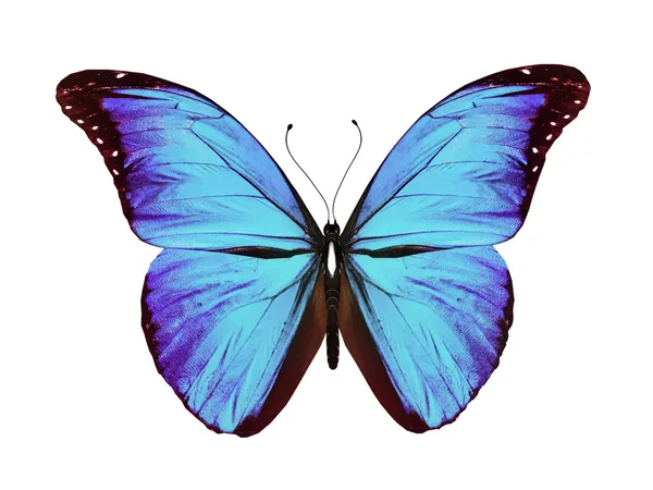Mariposa azul volando, aislada en blanco — Foto de Stock