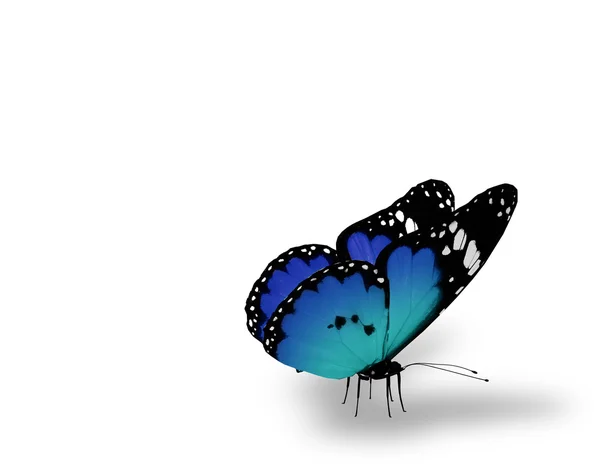 蓝蝴蝶，白色背景 — 图库照片