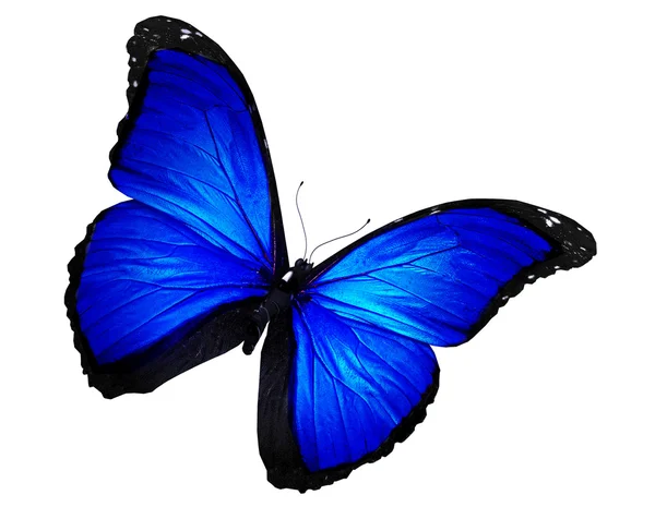 Borboleta azul voando, isolado em branco — Fotografia de Stock
