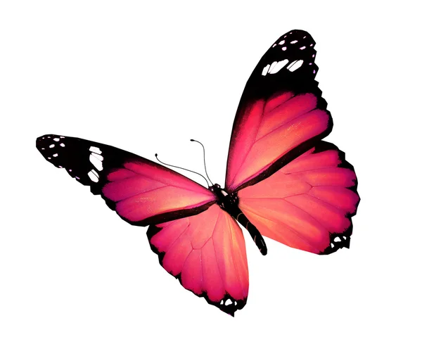 Różowy motyl, na białym tle — Zdjęcie stockowe