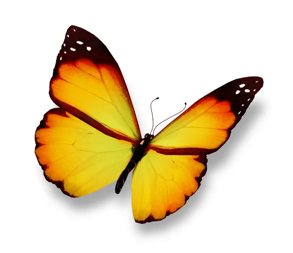Желтая бабочка летит, изолированная на белом фоне — стоковое фото