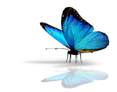 Beyaz arkaplanda mavi kelebek