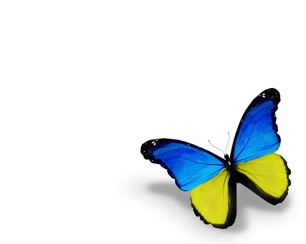Kupu-kupu bendera Ukraina, diisolasi pada latar belakang putih — Stok Foto