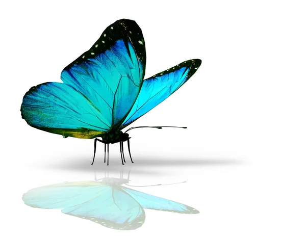 Fehér alapon türkiz pillangó — Stock Fotó