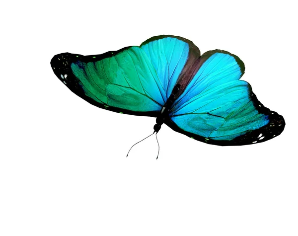 Бирюзовая бабочка на белом фоне — стоковое фото