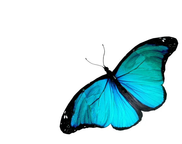 Fehér alapon türkiz pillangó — Stock Fotó
