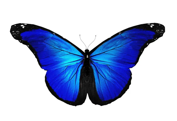 Farfalla blu volante, isolata su bianco — Foto Stock