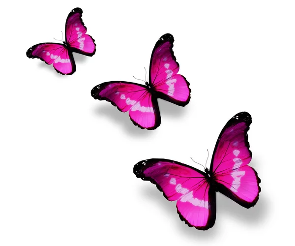 Trois papillons violets, isolés sur du blanc — Photo