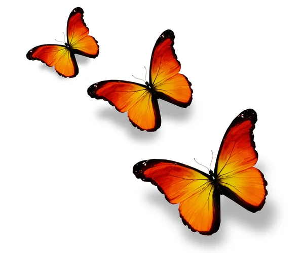 Três borboletas laranja, isoladas em branco — Fotografia de Stock