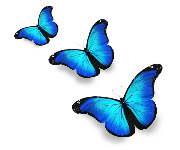Tre blå fjärilar, isolerad på vit — Stockfoto