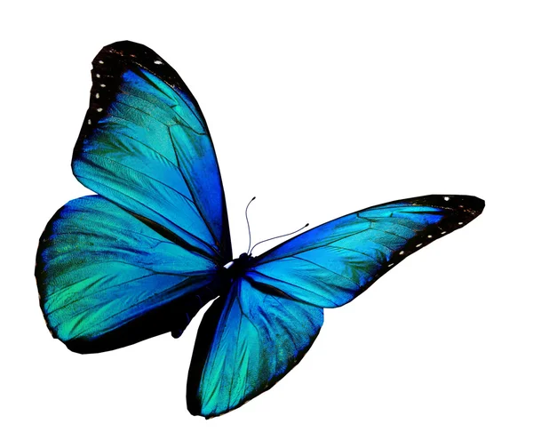 Borboleta azul-turquesa voando, isolada sobre fundo branco — Fotografia de Stock