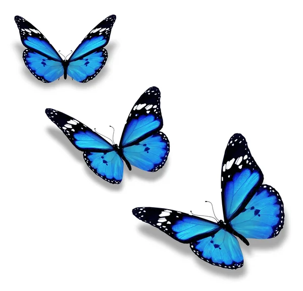 Drei blaue Schmetterlinge, isoliert auf weiß — Stockfoto