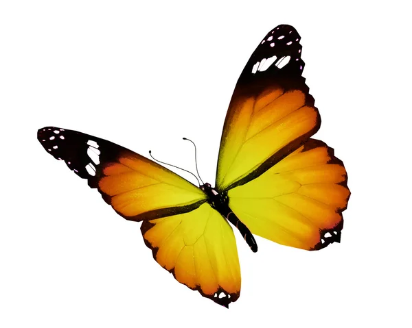 Mariposa amarilla, aislada sobre fondo blanco — Foto de Stock