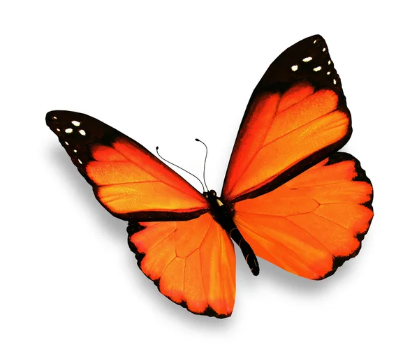 オレンジ色の蝶、白い背景で隔離 — ストック写真
