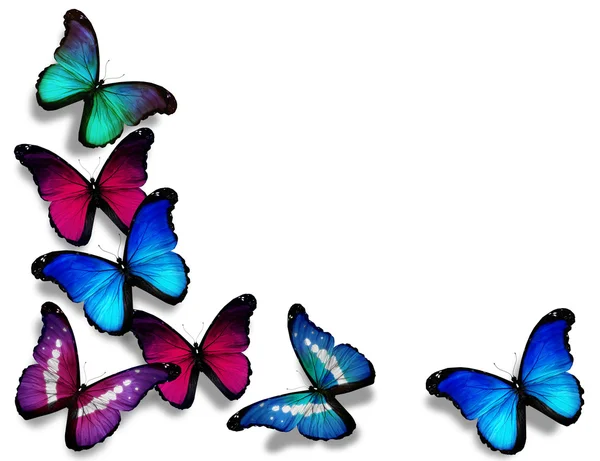 Vineuse blauwe morpho vlinders, geïsoleerd op witte achtergrond — Stockfoto