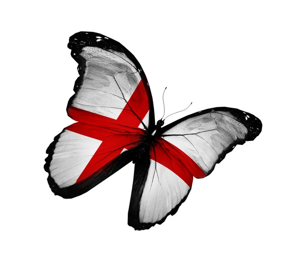 Bandeira inglesa borboleta voando, isolado no fundo branco — Fotografia de Stock